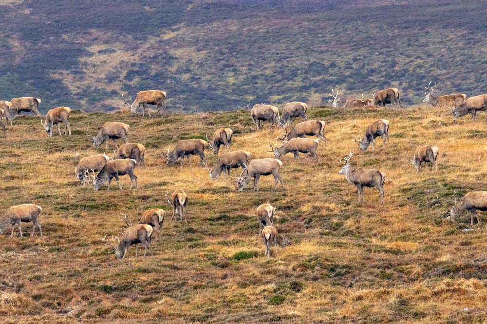 NatureScot to enact compulsory deer cull on Sutherland estate