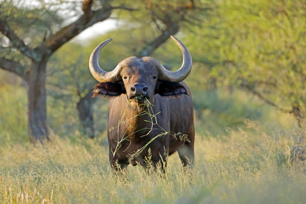 Sport-hunted trophies exempt from new U.S. import tariffs
