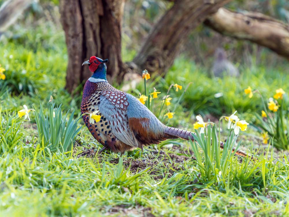 Study finds pheasant link to Lyme disease germ