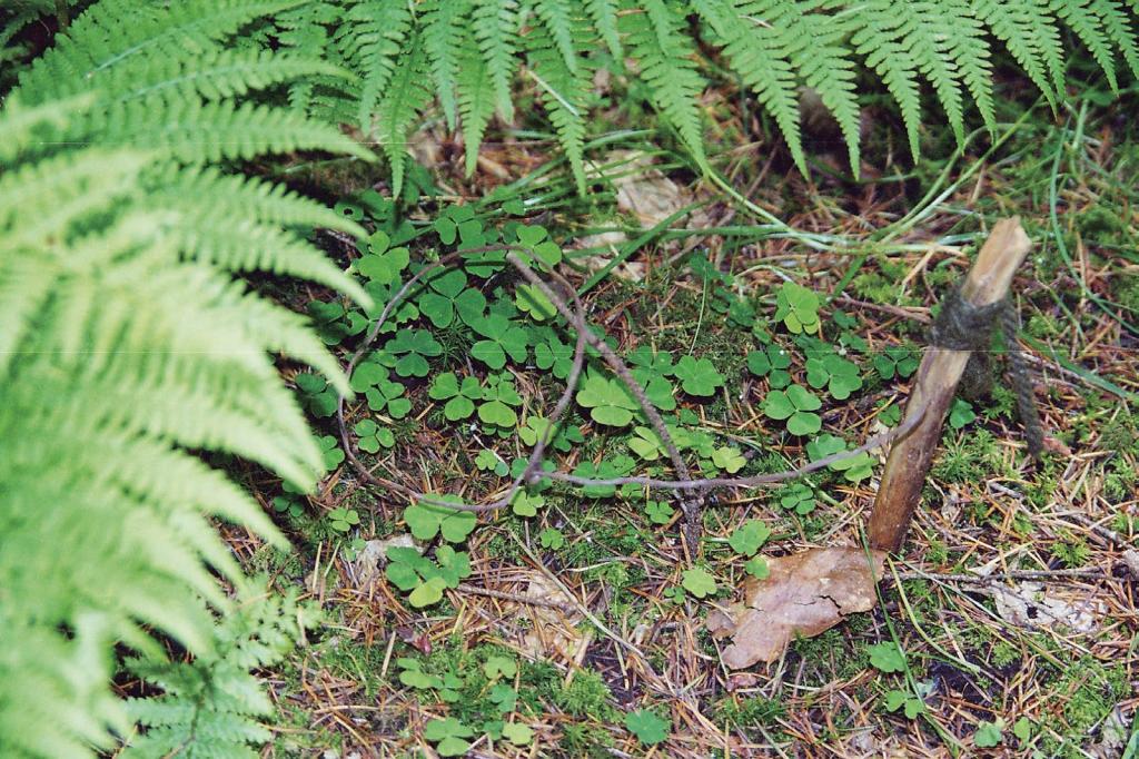 Bushcraft: Caught in a trap