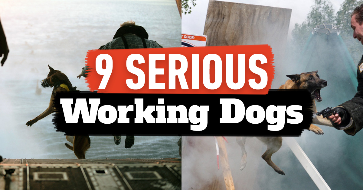9 Serious Working Dogs!