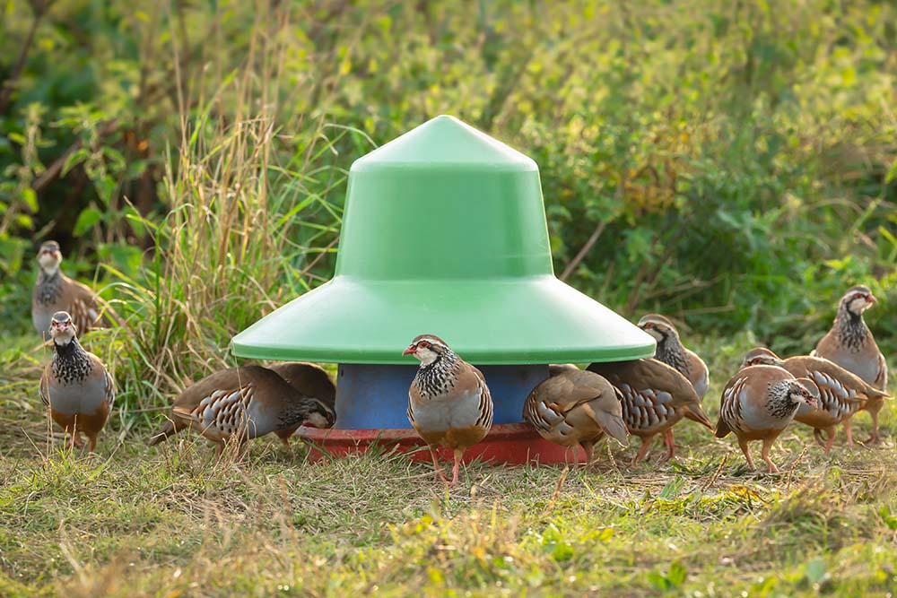 Mixed news as general licences for gamebird release face further delays