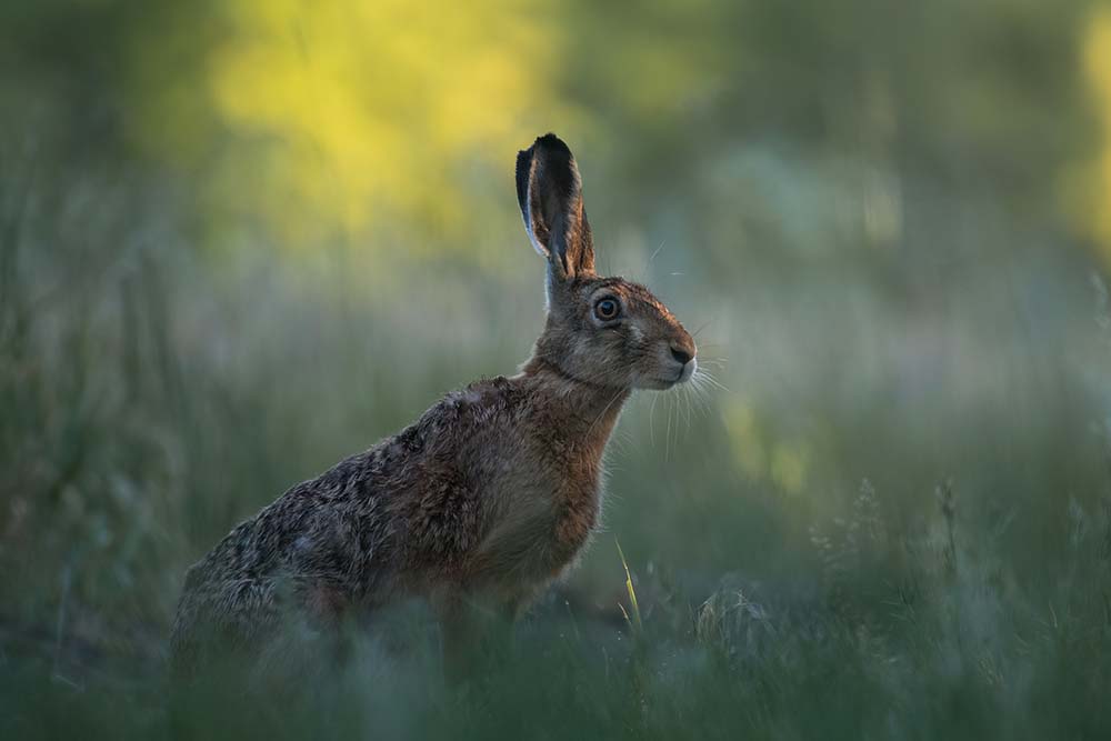 RSPCA show support for proposed anti-countryside wildlife bill